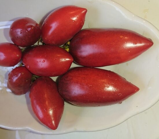 Слива Гурмана